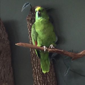 Meet your Posher, Brenda